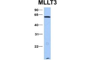 Host:  Rabbit  Target Name:  MLLT3  Sample Type:  Hela  Antibody Dilution:  1.
