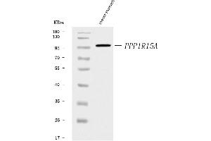 Western blot analysis of GADD34/Ppp1r15a using anti-GADD34/Ppp1r15a antibody (ABIN7600031).