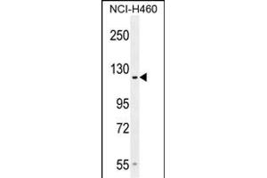 GP Antibody (Center) (ABIN654524 and ABIN2844246) western blot analysis in NCI- cell line lysates (35 μg/lane). (GPR144 anticorps  (AA 342-370))