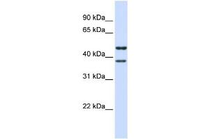 WB Suggested Anti-TMEM135 Antibody Titration:  0. (TMEM135 anticorps  (N-Term))