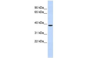 Western Blotting (WB) image for anti-Zinc Finger Protein-Like 1 (ZFPL1) antibody (ABIN2460018) (ZFPL1 anticorps)