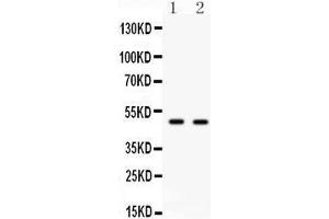 Anti- E2F3 antibody, Western blotting All lanes: Anti E2F3  at 0. (E2F3 anticorps  (C-Term))