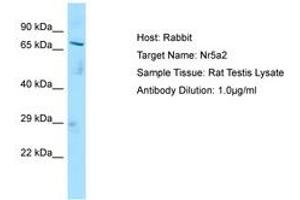 Image no. 1 for anti-Nuclear Receptor Subfamily 5, Group A, Member 2 (NR5A2) (C-Term) antibody (ABIN6749846) (NR5A2 + LRH1 anticorps  (C-Term))