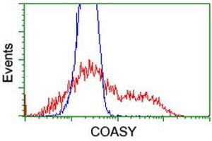 Image no. 4 for anti-CoA Synthase (COASY) antibody (ABIN1497556) (COASY anticorps)
