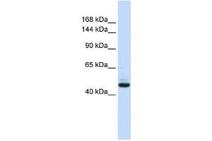 Western Blotting (WB) image for anti-Growth Regulation By Estrogen in Breast Cancer 1 (GREB1) antibody (ABIN2458363) (GREB1 anticorps)
