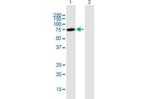 Western Blot analysis of ZKSCAN3 expression in transfected 293T cell line by ZKSCAN3 MaxPab polyclonal antibody.