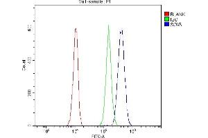 anti-SRY (Sex Determining Region Y)-Box 6 (SOX6) (Middle Region) antibody