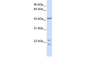 C16ORF48 antibody used at 1 ug/ml to detect target protein. (ENKD1 anticorps  (C-Term))