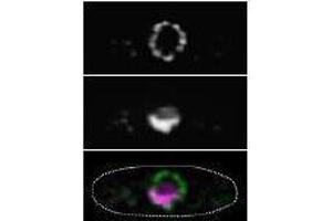 Immunofluorescence (IF) image for anti-Nucleoporin 98kDa (NUP98) (AA 1-466) antibody (ABIN2452066) (NUP98 anticorps  (AA 1-466))