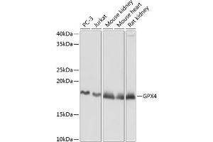 Western blot analysis of extracts of various cell lines, using GPX4 Rabbit mAb (ABIN7267436) at 1:1000 dilution. (GPX4 anticorps)