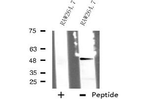 Western blot analysis of extracts from RAW264. (TTC23 anticorps  (Internal Region))