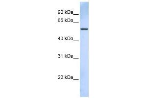 TRIM43 antibody used at 1 ug/ml to detect target protein. (TRIM43 anticorps  (C-Term))