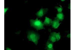 Image no. 3 for anti-Dual Specificity Phosphatase and Pro Isomerase Domain Containing 1 (DUPD1) antibody (ABIN1497926) (DUPD1 anticorps)