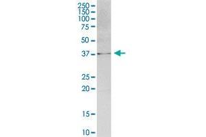 ATPGD1 MaxPab polyclonal antibody.