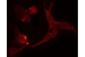 ABIN6275077 staining  A549 cells by IF/ICC. (POLR1C anticorps  (Internal Region))