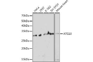 Western blot analysis of extracts of various cell lines, using  Rabbit mAb (ABIN7265787) at 1:1000 dilution. (ATG10 anticorps)