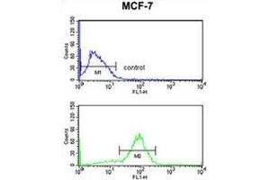ANO7 Antibody (N-term) flow cytometry analysis of MCF-7 cells (bottom histogram) compared to a negative control cell (top histogram). (Anoctamin 7 anticorps  (N-Term))