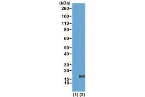 Western blot of recombinant histone H3. (Recombinant Histone 3 anticorps  (3meLys36))