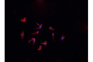 ABIN6276867 staining HepG2?