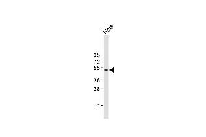 Anti-GSK3A Antibody (G83) at 1:1000 dilution + Hela whole cell lysate Lysates/proteins at 20 μg per lane. (GSK3 alpha anticorps  (N-Term))