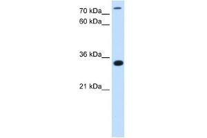 Western Blot showing C3orf31 antibody used at a concentration of 2. (TAM41 anticorps  (N-Term))