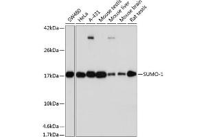 Western blot analysis of extracts of various cell lines, using SUMO1 antibody  at 1:1000 dilution. (SUMO1 anticorps)