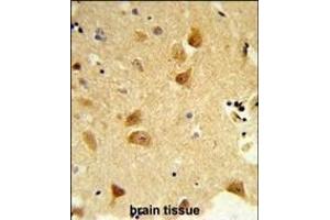 Formalin-fixed and paraffin-embedded human brain tissue reacted with DERL1 Antibody (C-term), which was peroxidase-conjugated to the secondary antibody, followed by DAB staining.