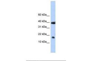 Image no. 1 for anti-Polymerase (RNA) II (DNA Directed) Polypeptide I, 14.5kDa (POLR2I) (N-Term) antibody (ABIN6737851) (POLR2I anticorps  (N-Term))