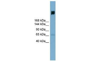 DMBT1 anticorps  (N-Term)