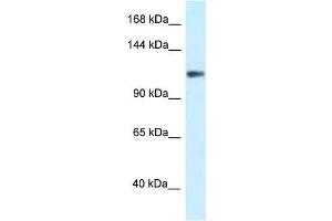 Western Blot showing KCNH3 antibody used at a concentration of 1.