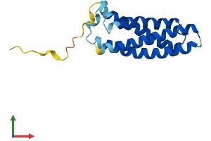 AlphaFold protein structure predicition of Mouse Recombinant Mall Protein, UniprotID Q91X49