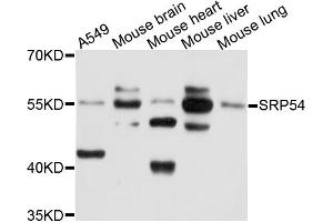 Western blot analysis of extracts of various cell lines, using SRP54 antibody (ABIN1874942) at 1:1000 dilution. (SRP54 anticorps)