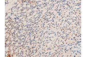 ABIN6267305 at 1/100 staining mouse gastric tissue sections by IHC-P. (C-JUN anticorps  (pThr239))