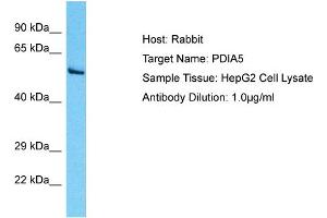 Host: Rabbit Target Name: PDIA5 Sample Type: HepG2 Whole Cell lysates Antibody Dilution: 1. (PDIA5 anticorps  (N-Term))