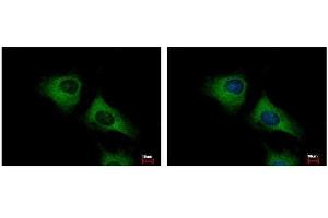 ICC/IF Image SCARA3 antibody [N2C2], Internal detects SCARA3 protein at cytoplasm by immunofluorescent analysis. (SCARA3 anticorps)