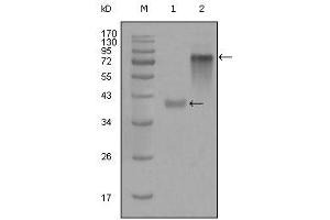 Western blot analysis using anti-KRT19 monoclonal antibody against truncated KRT19-His recombinant protein (1) and full-length KRT19(aa1-400)-hIgGFc transfected CHO-K1 cell lysate(2). (Cytokeratin 19 anticorps)