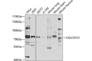 Western blot analysis of extracts of various cell lines, using C antibody (ABIN6130030, ABIN6137858, ABIN6137859 and ABIN6224002) at 1:1000 dilution. (CALCOCO1 anticorps  (AA 462-691))