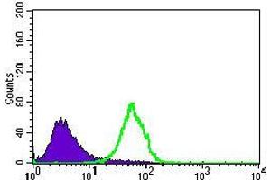 Flow cytometric analysis of HeLa cells using NES mouse mAb (green) and negative control (purple).