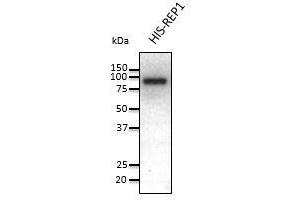 Anti-REP1 Ab at 1/1,000 dilution, 50 ng of recombinant protein per lane, rabbit polyclonal to goat lgG (HRP) at 1/10,000 dilution (CHM anticorps  (C-Term))