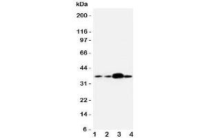 Western blot testing of APEX1 antibody and human samples 1:  U87;  2: A549;  3: SMMC-7721;  4: HeLa cell lysate. (APEX1 anticorps  (Middle Region))