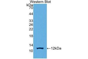 Western Blotting (WB) image for anti-Protein Kinase (CAMP-Dependent, Catalytic) Inhibitor gamma (PKIG) (AA 1-76) antibody (ABIN2116738) (PKIG anticorps  (AA 1-76))