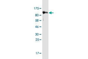 Western Blot detection against Immunogen (105. (LRRN1 anticorps  (AA 1-716))