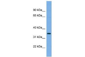 WB Suggested Anti-PLSCR1 Antibody Titration: 0. (PLSCR1 anticorps  (N-Term))