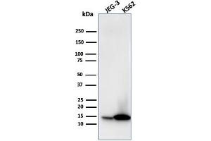 Western Blot Analysis of JEG-3 and K562 cell lysate using Galectin-1 Monospecific Mouse Monoclonal Antibody (GAL1/1831). (LGALS1/Galectin 1 anticorps  (AA 12-108))