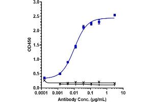 Immobilized human Transferrin receptor, His Tag at 2 μg/mL can bind Anti-TfR Reference Antibody (Jr-141), EC50=0.