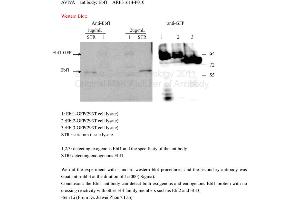 Image no. 1 for anti-Early B-Cell Factor 1 (EBF1) (N-Term) antibody (ABIN309616) (EBF1 anticorps  (N-Term))