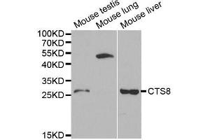 Western blot analysis of extracts of various cell lines, using CST8 antibody. (CST8 anticorps  (AA 53-142))