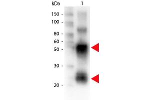 Western Blot of Biotin conjugated Rabbit anti-Swine antibody. (Lapin anti-Porc IgG (Heavy & Light Chain) Anticorps (Biotin) - Preadsorbed)