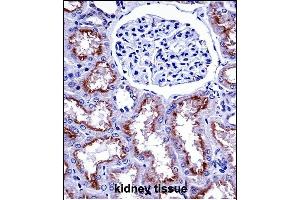 NOX4 Antibody (N-term) ((ABIN657946 and ABIN2846890))immunohistochemistry analysis in formalin fixed and paraffin embedded human kidney tissue followed by peroxidase conjugation of the secondary antibody and DAB staining. (NADPH Oxidase 4 anticorps  (N-Term))