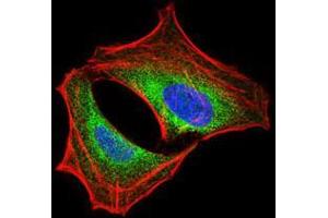 Immunofluorescence analysis of HeLa cells using PIK3R1 mouse mAb (green).